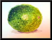 Marguerite-Paulet-citron-vert