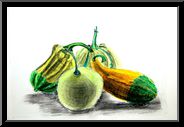 Marguerite-Paulet-legumes