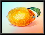 Marguerite-Paulet-citron