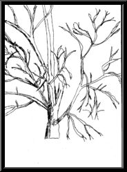 Marguerite-Paulet-branche