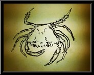Marguerite-Paulet-crabe-vert