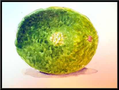 Marguerite-Paulet-citron-vert