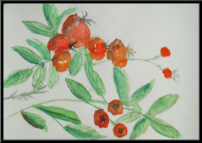 Marguerite-Paulet-eglantier