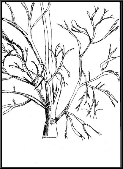 Antoine-Paulet-branche