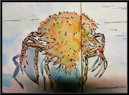 Marguerite-Paulet-araigne-de-mer-2xa4